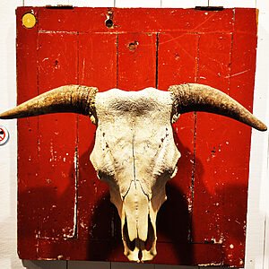 Cráneo de Buey sobre Talanquera Roja Escultura Cráneo de Buey real montado sobre talanquera roja antigua. Arte objeto rústico-industrial de JSUS ART DELUXE.