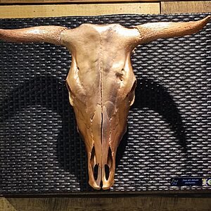 Escultura Cráneo de Toro sobre base negra de cobre. Arte objeto exclusivo de JSUS ART DELUXE. Pieza única de lujo para coleccionistas.